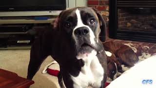 Dogs Throwing Tantrums Compilation | Dog Funny Compilation 2019