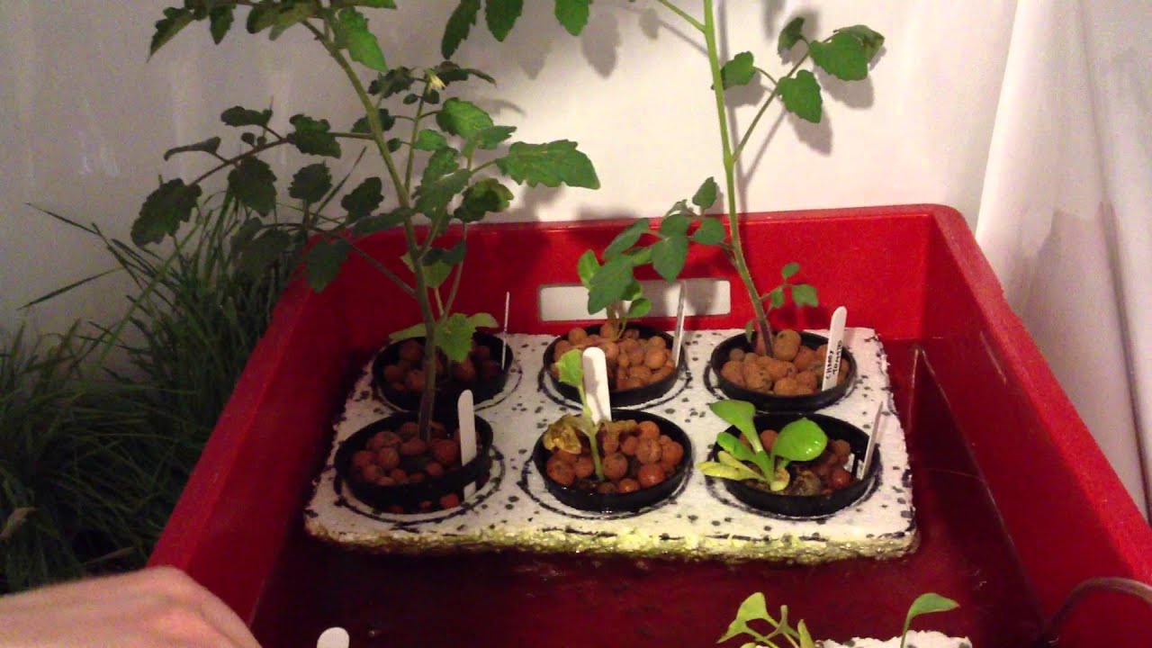 Mini Aquaponic Indoor Grow Room System with LED Lights - YouTube