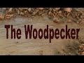 The Woodpecker Ep 65   Building the new shop part 12   The exterior walls