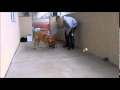 Adoptable Dog at Collin County Animal Services - "Checkers (Again)"