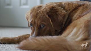 Animal Care UTI | Institucional