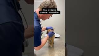 How To Choose The Right Veterinary Practice