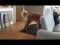 Giant puppy sings the dreidel song.