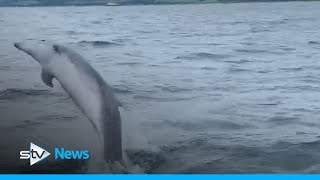 Uncle And Nephew Spot A Pod Of Dolphins In Loch Ryan