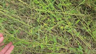 Pros And Cons Of Deer Vetch