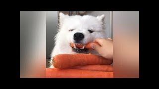 Asmr Dog Eating Carrot Fail I Mayasmr