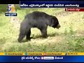 Watch Video | Wild Bears Creates Wreaks Havoc in Srikakulam Dist