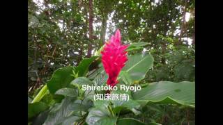 Mashiro 真白 Japanese Of Shiretoko Love Song Ryojō By Hisaya Morishige Mashiro 真白 Japanese Of Shiretoko Love Song Ryojō By Hisaya Morishige