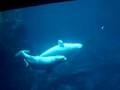 Whale porn at the Atlanta Aquarium