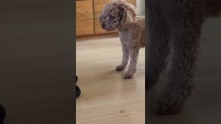 Böyle Masum Suç Işleyen Köpek Gördünüz Mü? Kendinin Olmayan Oyuncağa Saldırıyor