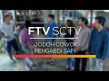 FTV SCTV - Jodoh Cowok Pengabdi Sapi