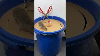 The Most Perfect Homemade Mouse Trap Idea Using A Plastic Bucket #Rat #Rattrap #Mousetrap #Shorts