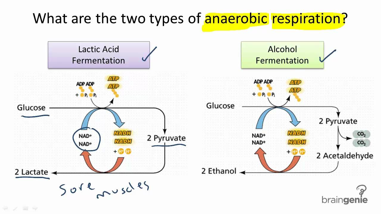 what is the definition of anaerobic respiration