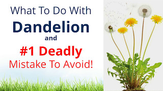 What to do with Dandelion & #1 Deadly Mistake to Avoid!