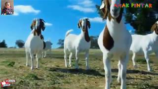 Suara Binatang Kambing (Embe) - Almira Sabrina Salmu
