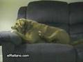 Perro Loco Video