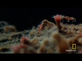 Untamed Americas - Sea Nettle Jellyfish Birth