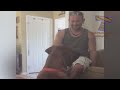 Super HARD TRY NOT TO LAUGH CHALLENGE - Funny ANIMAL compilation