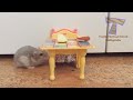 Super HARD TRY NOT TO LAUGH CHALLENGE - Funny ANIMAL compilation