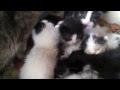 Gattini in cerca di padrone!