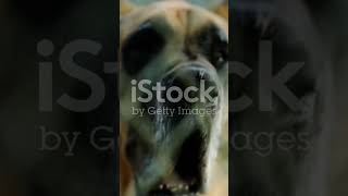 The Gentle Giant Why Great Danes Are The Sweetest Dogs