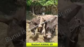 Gem, Gem Sürmek, Çift Sürmek, Atla Gem Sürmek, Öküzle Gem Sürmek, Buğday Öğütmek, Bayburt K 69