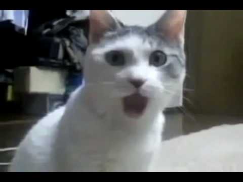 Star Wars Funny Cats. Funny Cat-Animal Bloopers