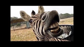 Compilation drôle d'animaux de safari