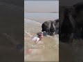 Dog Decides to Rescue Girl Playing in Ocean