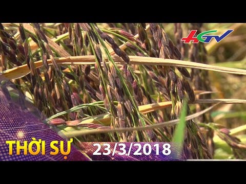 Nông dân lai tạo thành công lúa nếp than | THỜI SỰ HẬU GIANG - 23/3/2018