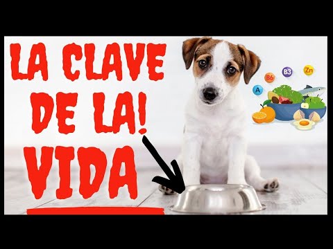 COMO ALIMENTAR A TU PERRO