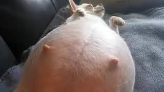 Dog Resting After Swallowing Many Squirrels...dog Pregnant Vore