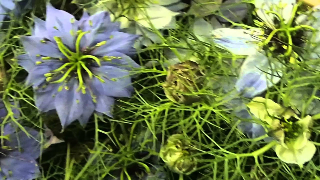 Нигелла альбина выращивание из семян 97