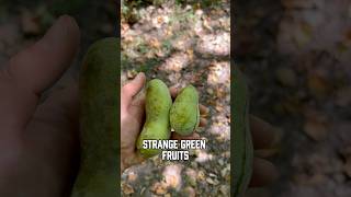 Finding Pawpaw Fruit