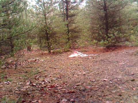 Trail Cam Video