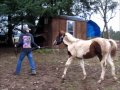 The Colts training Coing NICELY