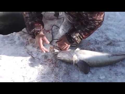 видео крупный налим видео промышленный налим