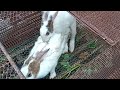breeding Succeeded Mom & Son Rabbits. rabbit family mistery. rabbit son fucking mother rabbit.