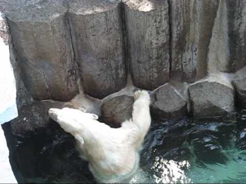 上野動物園ホッキョクグマ_ユキオとレイコ吠える