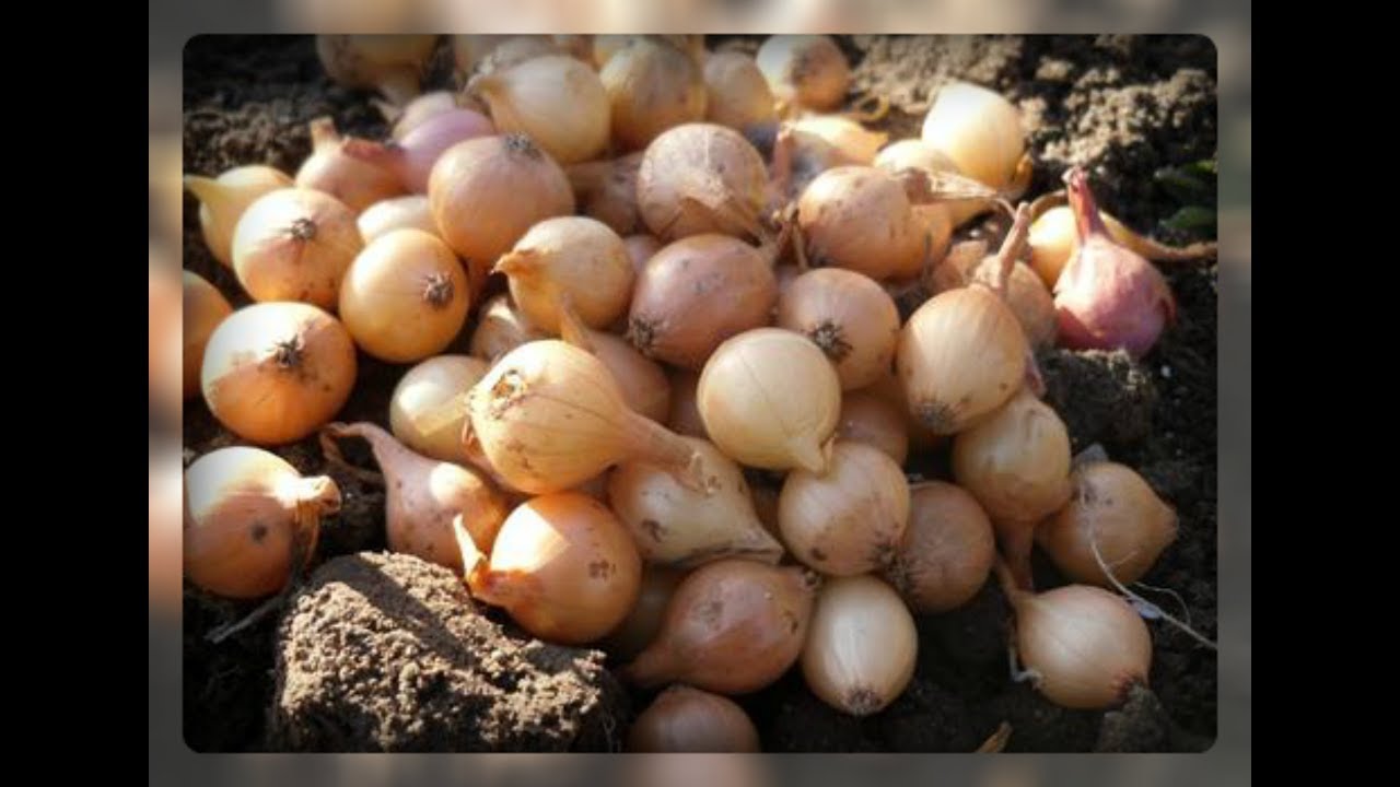 Какой лук можно сажать под зиму на зелень 92
