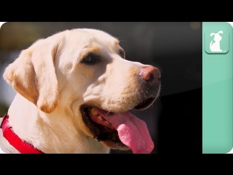 super-slow-motion-pool-playtime-dogs-at-play.html