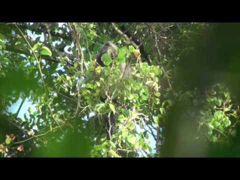 Banded leaf monkey (Presbytis femoralis) in Singapore: Specific...