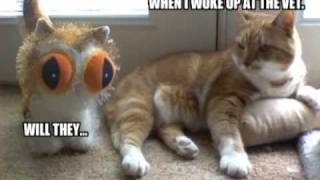 Very Funny Cats 66