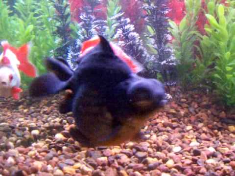 goldfish tank filter. trying out making a video of my 30 gal goldfish aquarium.. i know it is