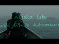 Alaska Life Wild Whale Adventures
