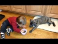 Lance feeds Lucia the Cane Corso puppy