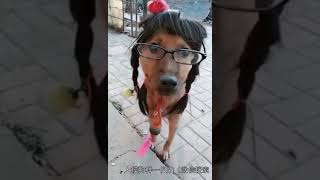Super Super funny dog video