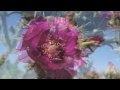 "You Are a Writer" Guided Meditation by Mark David Gerson