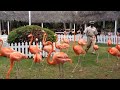 Trained Flamingoes of Ardastra Zoo in Nassua, Bahamas
