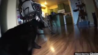 Cat Crying